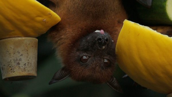 Fledermaus in Battambang