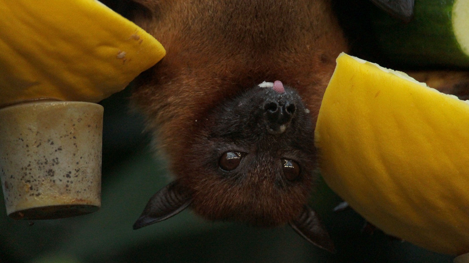 Fledermaus in Battambang